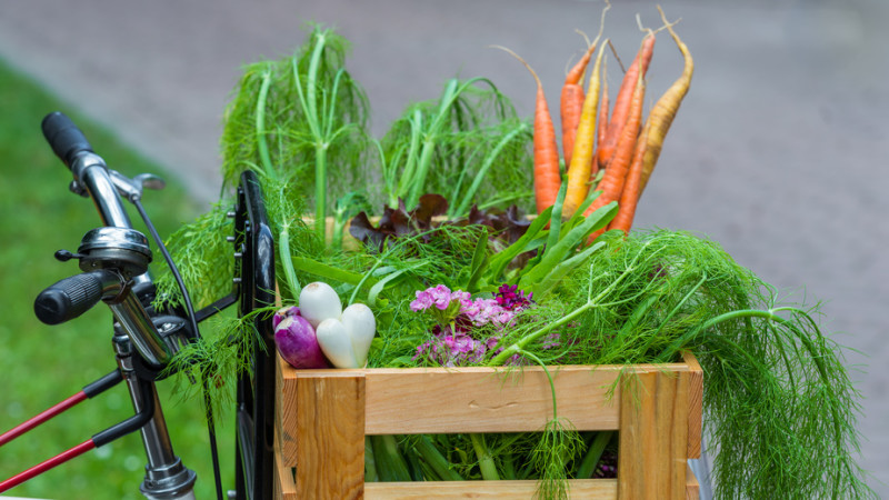 Lieferung von erntefrischem Gemüse mit dem Gemüsekorb am Fahrrad